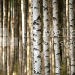 trunks of birch trees