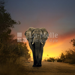 african elephant walking in sunset