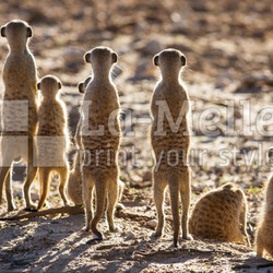 Suricate family standing in the early morning