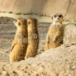 Meerkat or Suricata