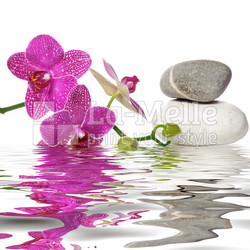 Einfach schöne Orchideen