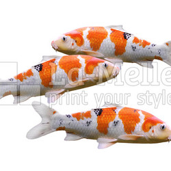 carp fish koi fish isolated on white