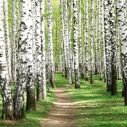Spring in birch grove