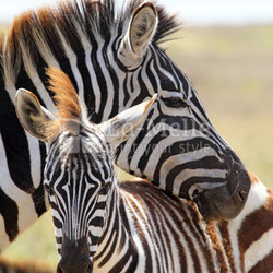 Baby zebra with mother