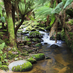 Tasmania Columba F Creek Vertical