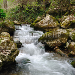 Forest stream
