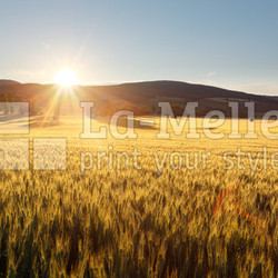 Sunset over wheat field