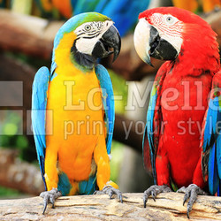 Parrot macaw couple