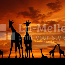 herd of giraffes in the sunset