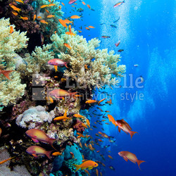 Photo of coral colony