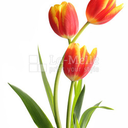 Bouquet of tulips