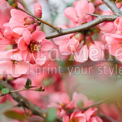 Spring Blossoms