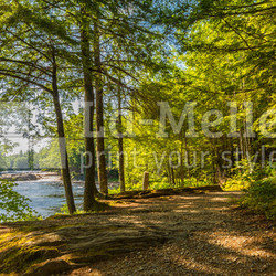 Forest Trail