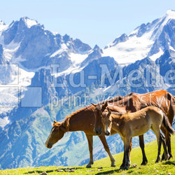 Horse in mountains