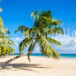 Palm beach