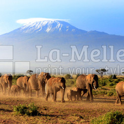 Elefanten vor dem Kilimanjaro