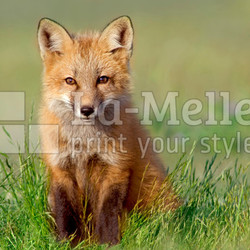 Curious Fox Kit