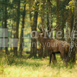 cerf
