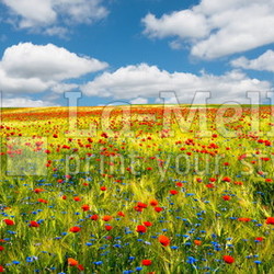 Blauer Himmel, Kornblumen und Mohnblumen im Getreidefeld