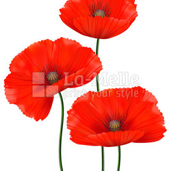 Red poppies isolated
