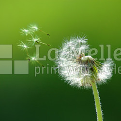 Flying off seed