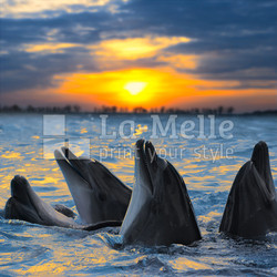 dolphins