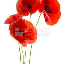 Coquelicots