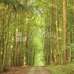 Waldweg in einem sommerlichen Buchenwald