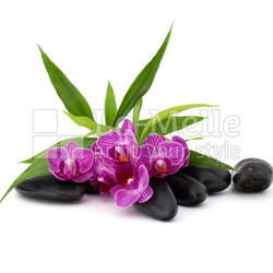 Zen pebbles and orchid flower. Stone spa and healthcare concept