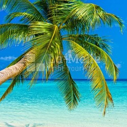 Tropical beach