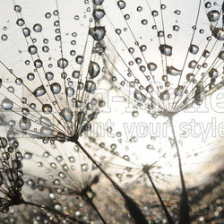 Dandelion seeds with dew drops