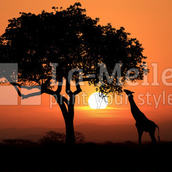 Large South African Giraffes at Sunset in Africa