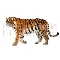 Siberian tiger (P. t. altaica), also known as Amur tiger