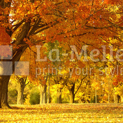 autumn scene