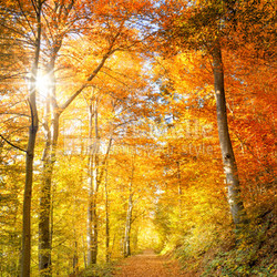 Indian Summer