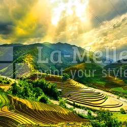 Rice fields on terraced of Mu Cang Chai, YenBai, Vietnam. Vietnam landscapes.