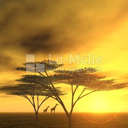 abendstimmung in afrika