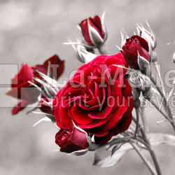 rosenrot