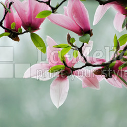 Magnolia