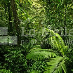Dense Tropical Rain Forest