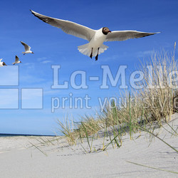 Möwen am Strand