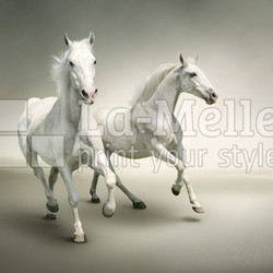 White horses