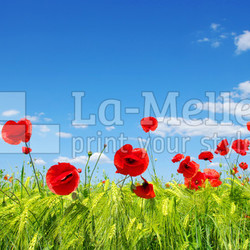red poppies