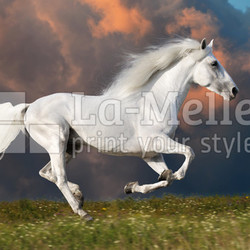 White horse runs on the dark sky background