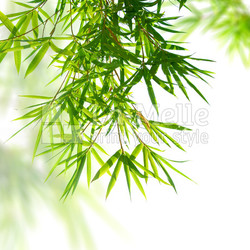 bamboo leaves
