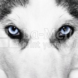 close-up shot of husky dog