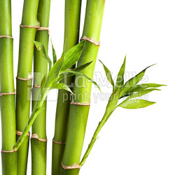 Bamboo and bamboo leaf on white background
