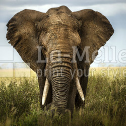 sfondo di elefante