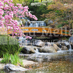 Japanischer Garten im Frühling