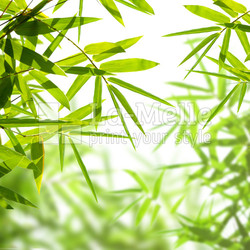 bamboo leaves isolated on a white background